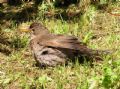 Turdus merula